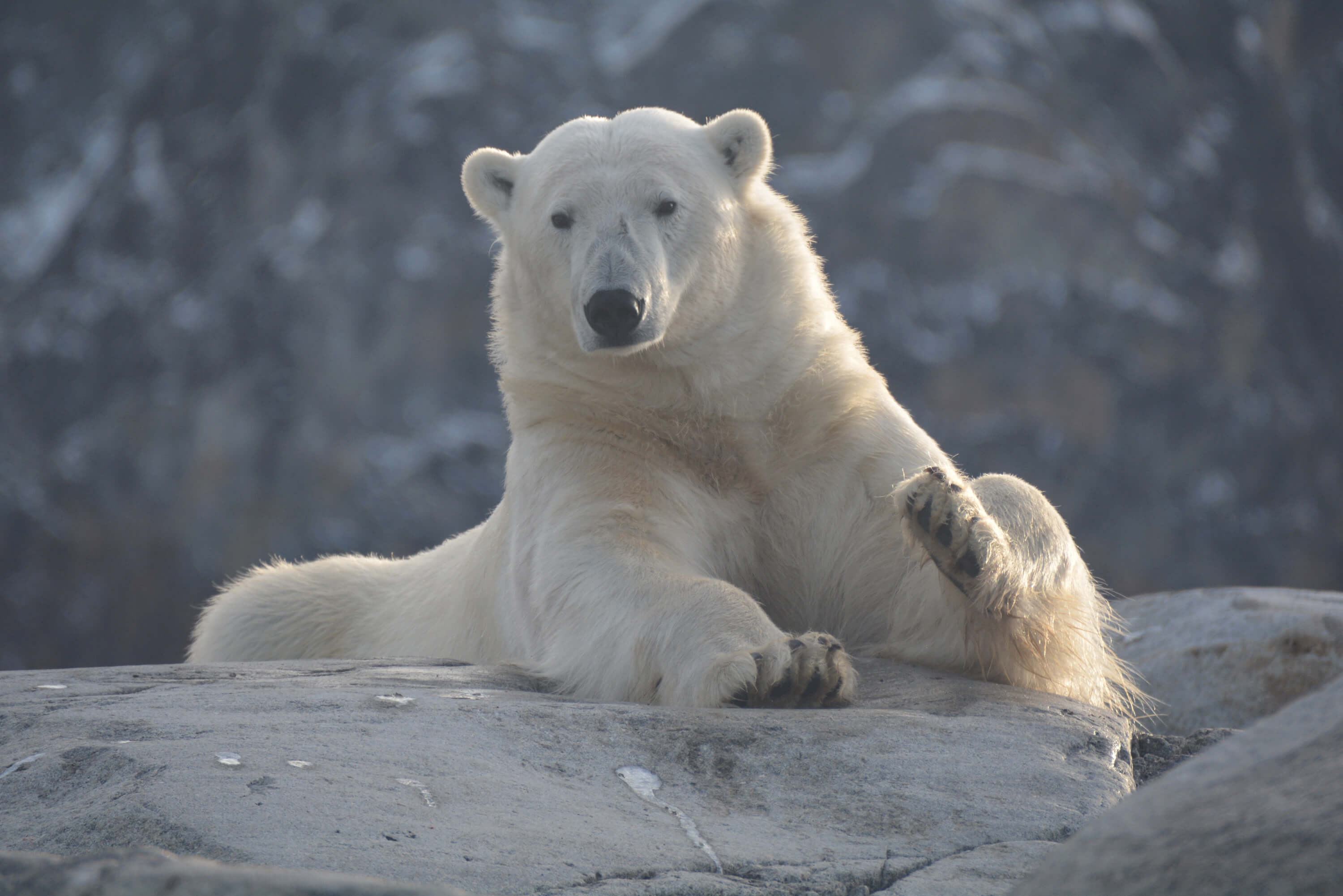 Spitzbergen: Spezial Polarbären
